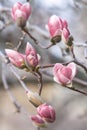 Pink purple flower bloom magnolia bud close up macro on branch o Royalty Free Stock Photo