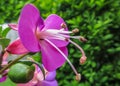 Pink purple flower fuchsia blooming