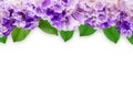 Pink Purple Flower Garlic Vine With Leaves Frame Isolated On White Background With Clipping Path