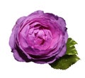 Pink-purple flower roses on a white isolated background with clipping path no shadows. Rose with green leaves. For design. Royalty Free Stock Photo