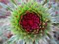 Pink, purple flower rosette - top view