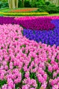 Pink and purple flowering hyacinth bulbs in the garden of Keukenhof, Netherlands Royalty Free Stock Photo