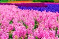 Pink and purple flowering hyacinth bulbs in the garden of Keukenhof, Netherlands Royalty Free Stock Photo