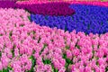 Pink and purple flowering hyacinth bulbs in the garden of Keukenhof, Netherlands Royalty Free Stock Photo