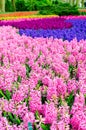 Pink and purple flowering hyacinth bulbs in the garden of Keukenhof, Netherlands Royalty Free Stock Photo