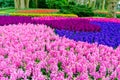 Pink and purple flowering hyacinth bulbs in the garden of Keukenhof, Netherlands Royalty Free Stock Photo