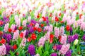 Pink and purple flowering hyacinth bulbs in the garden of Keukenhof, Netherlands Royalty Free Stock Photo