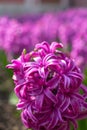 Pink and purple flowering hyacinth bulbs in the garden Royalty Free Stock Photo