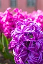 Pink and purple flowering hyacinth bulbs in the garden Royalty Free Stock Photo