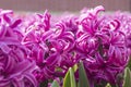 Pink and purple flowering hyacinth bulbs in the garden Royalty Free Stock Photo