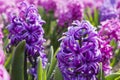 Pink and purple flowering hyacinth bulbs in the garden Royalty Free Stock Photo
