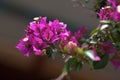 Pink-purple flowers of the Bougainvillea plant. Flowers grow on the island of Crete in Greece. Royalty Free Stock Photo