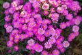 Pink purple flowers, a bouquet, a large bush of chrysanthemums made of daisies
