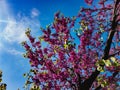 Pink-purple flowers on the branches in spring afternoon. Royalty Free Stock Photo