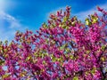 Pink-purple flowers on the branches in spring afternoon. Royalty Free Stock Photo