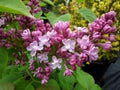 Syringa vulgaris 'Souvenir de Louis Spaeth'