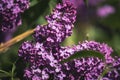 Pink and purple flowers lilacs in the park Royalty Free Stock Photo