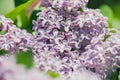 Pink and purple flowers lilacs in the park Royalty Free Stock Photo