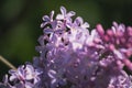 Pink and purple flowers lilacs in the park Royalty Free Stock Photo