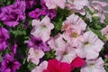 Pink and purple flowers of petunias Royalty Free Stock Photo