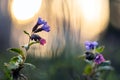 Pink and purple flowers of suffolk lungwort in spring forest Royalty Free Stock Photo