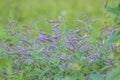 Pink and purple fluffy grass