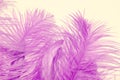 Pink, purple fluffy ostrich feather background, delicate luxury texture for designer, text mockup, cards. Smooth elegant texture