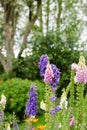 Pink and purple foxglove flowers in a garden in spring. Delicate plants growing on tall green stems in a backyard or Royalty Free Stock Photo