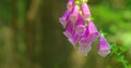 Pink-purple foxglove perennial flower plant covered with gray-white pubescent hairs wooly texture. Summer forest. Royalty Free Stock Photo