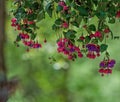 Pink and Purple Fuchsia Blossoms