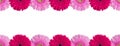 Pink and purple gerbera flowers border on white background isolated close up, red gerber flower seamless pattern, decorative frame Royalty Free Stock Photo