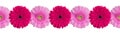 Pink and purple gerbera flowers border on white background isolated close up, red gerber flower seamless pattern, decorative frame Royalty Free Stock Photo