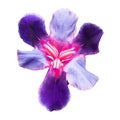 Pink-purple head flower iris isolated on white background Royalty Free Stock Photo