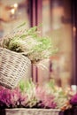 Pink and purple heather in decorative flower pot Royalty Free Stock Photo