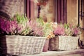 Pink and purple heather in decorative flower pot