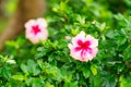 Pink and purple Hibiscus rosa-sinensis flower with green leaves background. Selective focused. Royalty Free Stock Photo