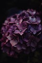 Pink and purple hidrangea in garden in summer