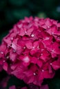 Pink and purple hidrangea in garden in summer