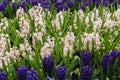 Pink and purple hyacinth bulbs in the garden closeup Royalty Free Stock Photo