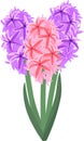 Pink and purple hyacinth flowers