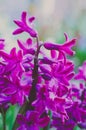 Pink purple hyacinth Royalty Free Stock Photo