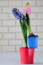 Pink and purple hyacinths in a red planter and a blue container on a light background against a brick wall at the back. Valentine Royalty Free Stock Photo