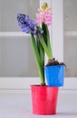 Pink and purple hyacinths in a red planter and a blue container on a light background against a brick wall at the back. Valentine Royalty Free Stock Photo