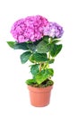 Pink purple hydrangea flower in flower pot on white background Royalty Free Stock Photo
