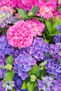 Pink and purple Hydrangea