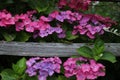 Pink and purple hydrangea flowers with a weathered fence