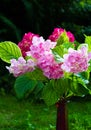 Pink and purple hydrangeas in vase