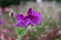 Pink and purple lathyrus, flower
