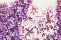 Pink purple lilac background, lilac blossoms closeup Royalty Free Stock Photo