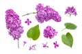 Pink purple lilac flower branches, inflorescences, buds, green leaves isolated on white background. Floral set, elements for Royalty Free Stock Photo